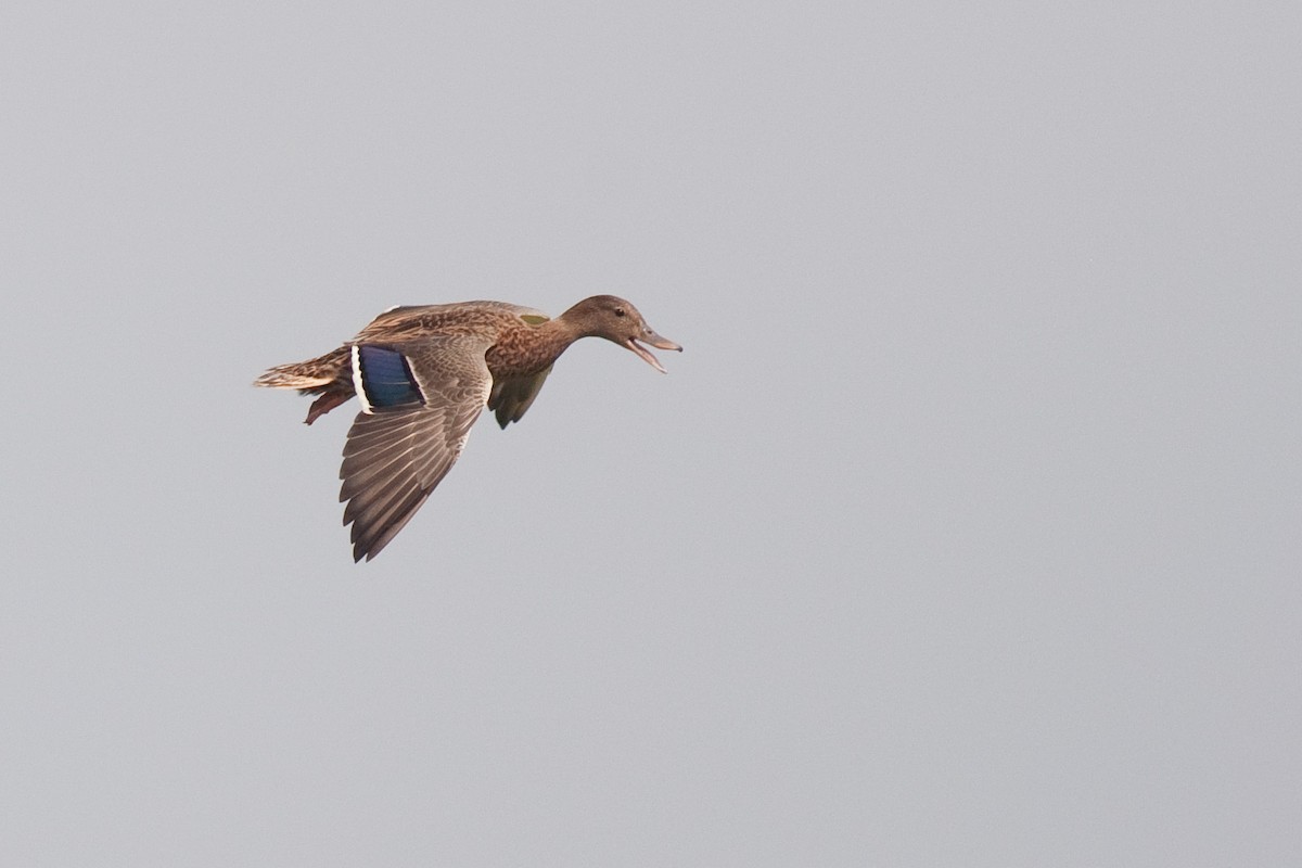 A koloa, the Hawaiian duck, in flight with its bill open