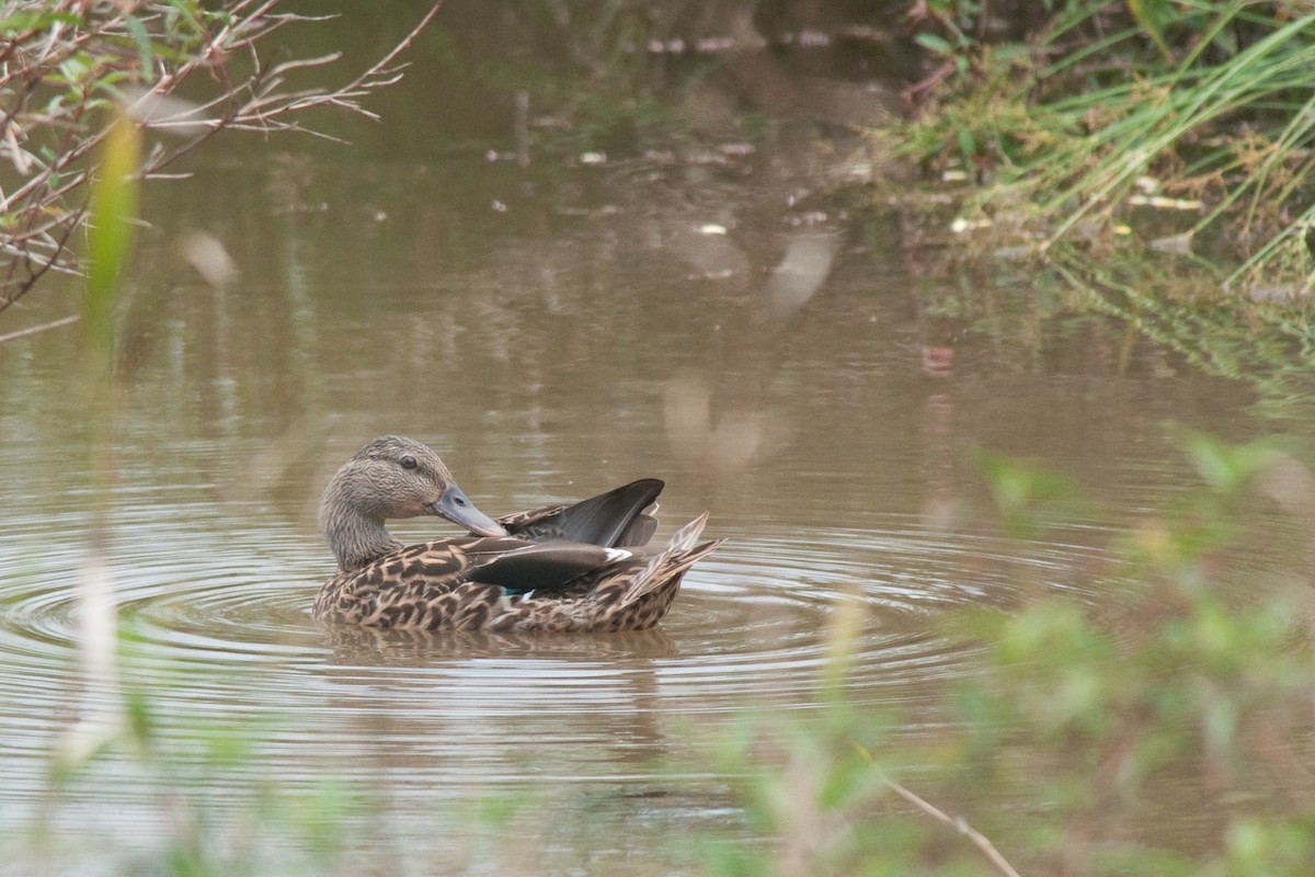 A koloa, the Hawaiian duck, preening on the water