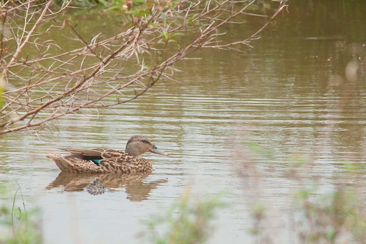 A koloa, the Hawaiian duck, swimming below bare branches